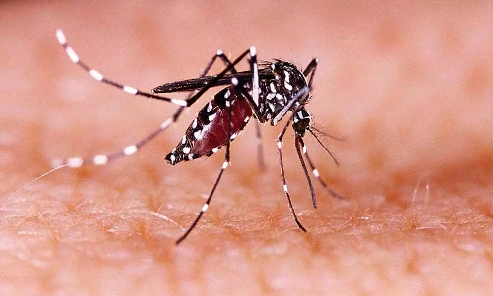 Zika scare in Karnataka coastal belt