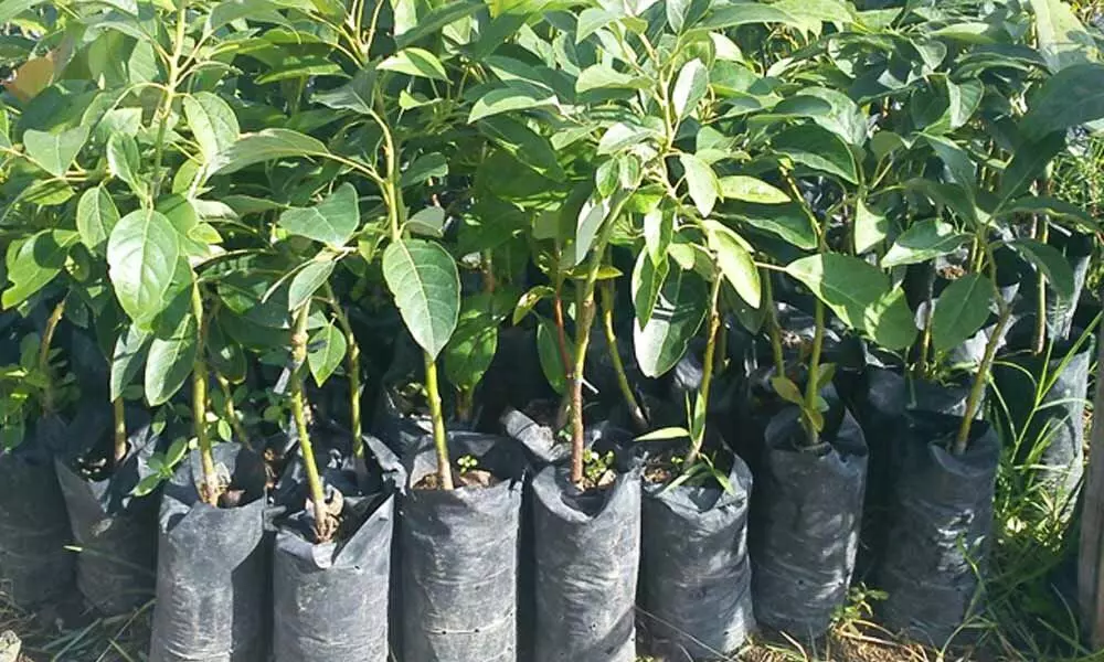 GHMC plants 1,22,449 saplings in 10 days