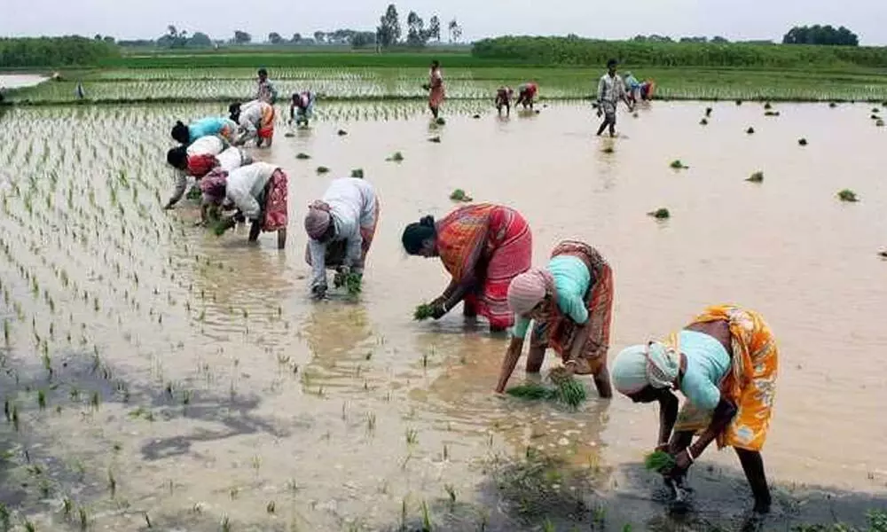 Despite good rains, farmers grapple with labour shortage