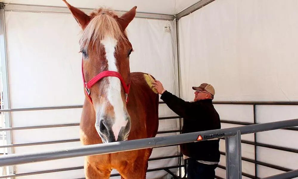 File photo: Jerry Gilbert brushes Big Jake at the Midwest Horse Fair in Madison, Wisconsin. (Image Credit: AP)