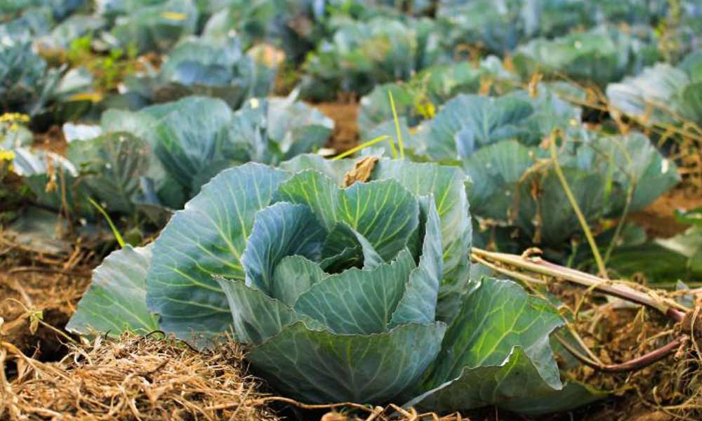 Cabbage Weight Loss Recipes 5 Tasty & Easy Recipe Ideas