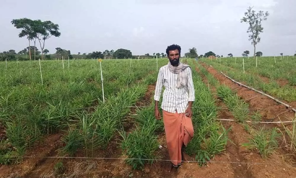 Ginger price fall leaves farmers in distress