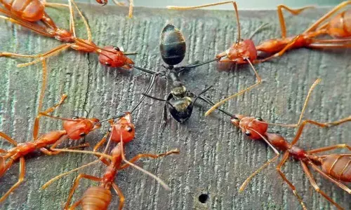 Scientists Are Renaming The Racist Insect