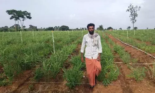 Ginger price fall leaves farmers in distress