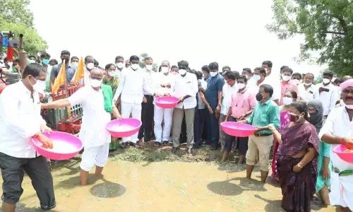Minister Puvvada Ajay Kumar along with party leaders sows seeds in a paddy field in Khammam on Wednesday