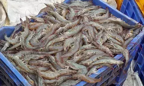 Prawn cultivation