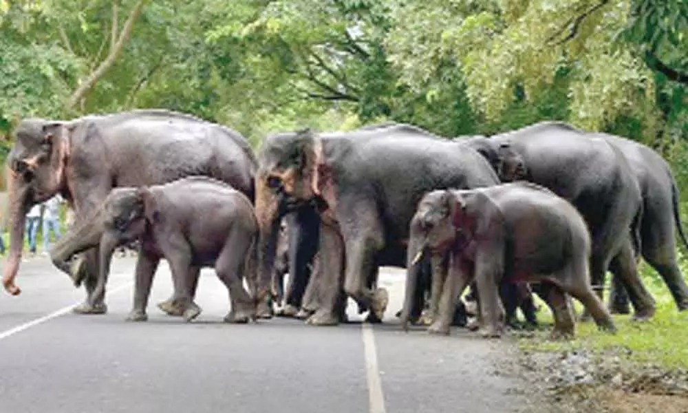 Wild elephant raids