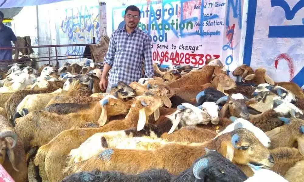 Prices of sacrificial animals shoot up ahead of Bakrid