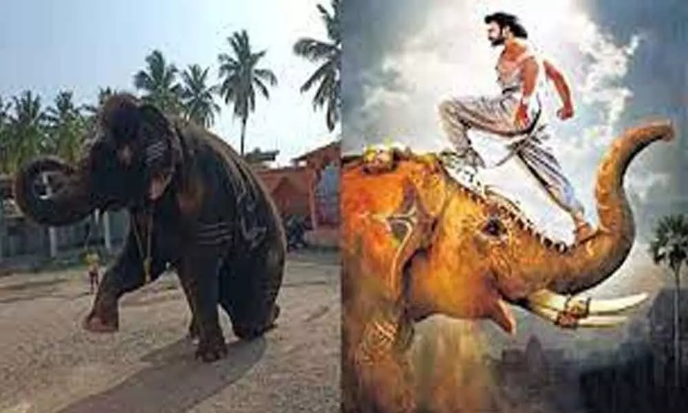 “Bahubali” elephant to be part of Bonalu celebrations