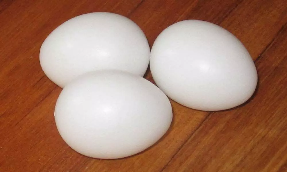 Plastic eggs found in Nellore