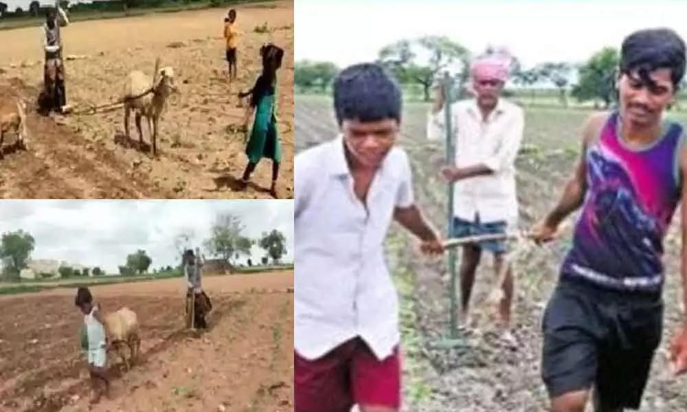 Ramzan, a farmer, ploughing his land with the help of his sheep at Venkatagiri village in Yemmiganaur mandal  (Left); A farmer Mahanandi ploughing land with the help of his two sons in Huligera village in Aspari mandal (Right)