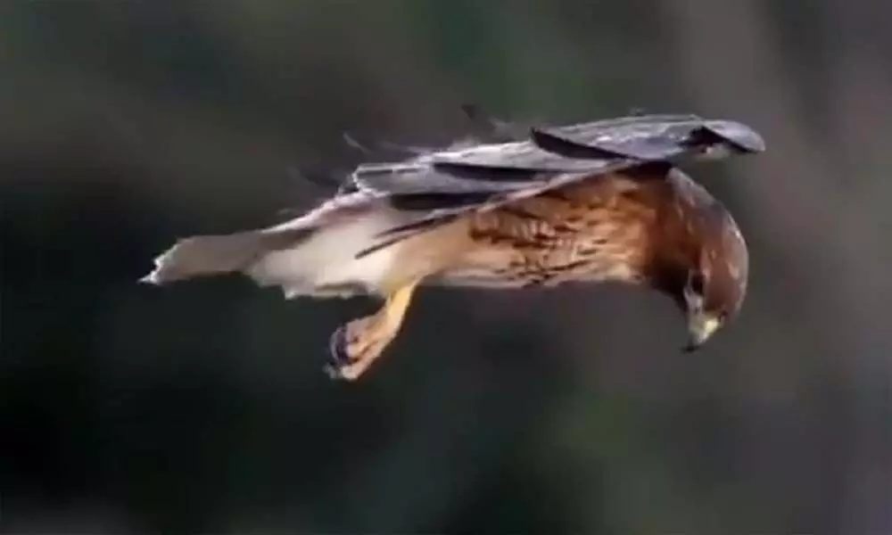 Viral Video Of Red-Tailed Hawk Flying