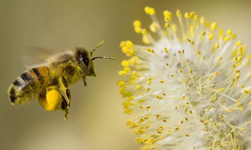 The amazing benefits of including bee pollen in your diet