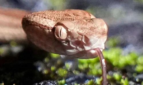 Trish Wilcher was scared shirtless after spotting the mother snake and her 17 babies. File pic: AP