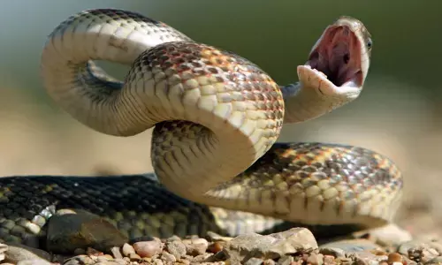 A Kerala Start-up developed a device that performs species-specific snake envenomation diagnosis