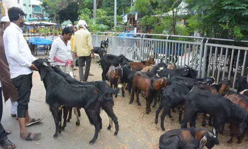 To prevent illegal transportation and slaughter of animals like camels during Bakrid festival