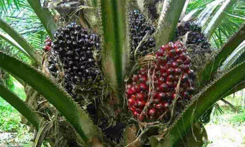 Palm Oil cultivation