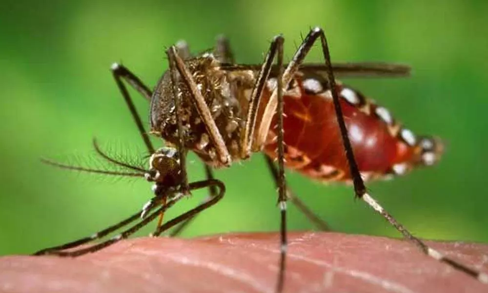 Delhi reports 55 dengue cases