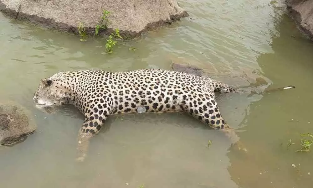 Leopard found dead in Khajapur forest area