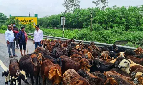 Shepherds appreciate sheep distribution scheme
