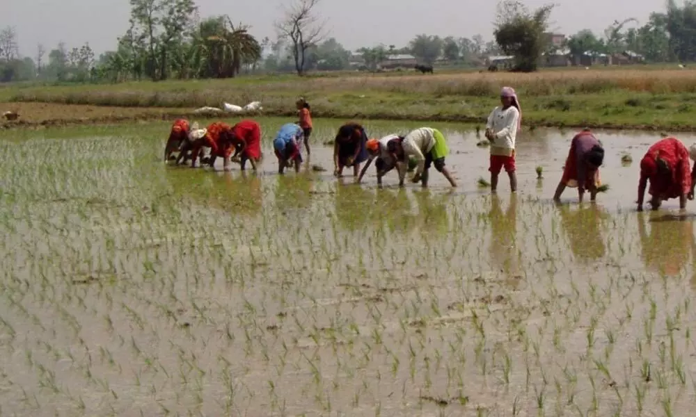 Farmers transplanting paddy in Mahbubnagar district on Thursday