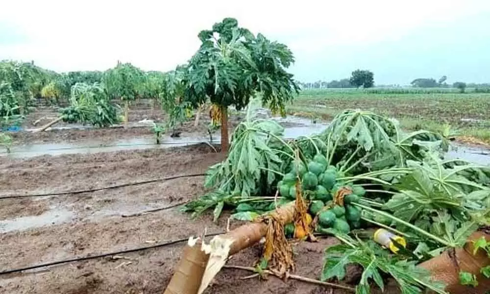 Uprooted papaya crop at Krosuru
