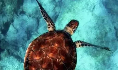 Lockdown reduces ocean noise