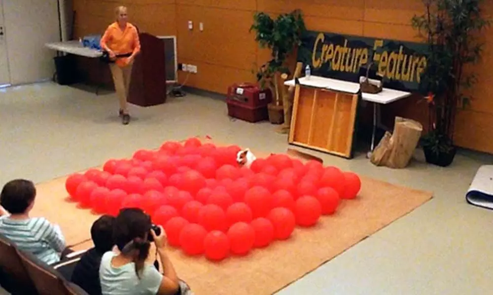 A dog named Twinkie breaking a world record