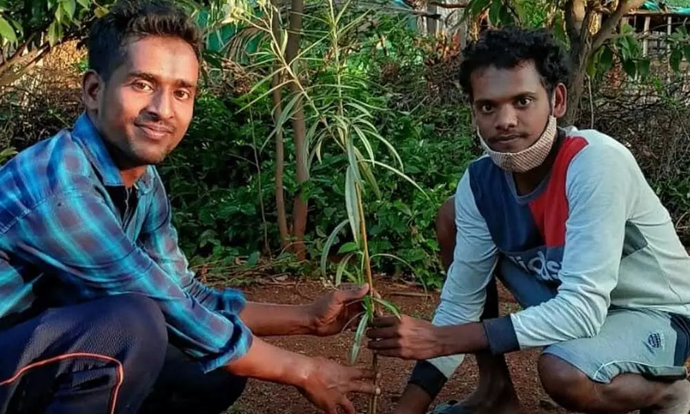 Tree Plantation