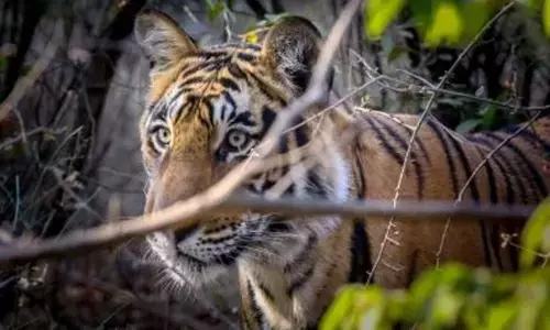 ‘Save the Tiger’ campaign can only succeed with collective efforts