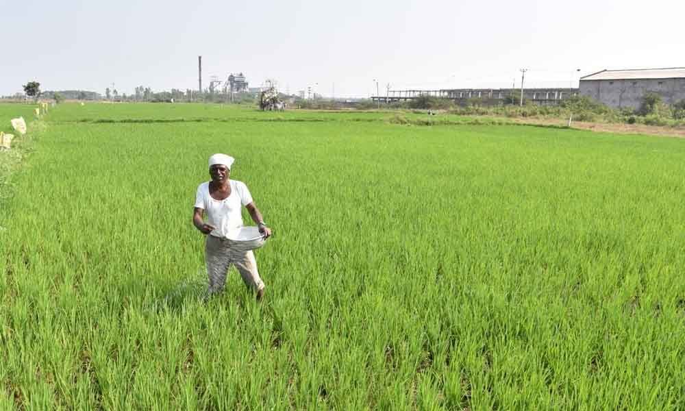 Telangana farmers keenly taking to pulses