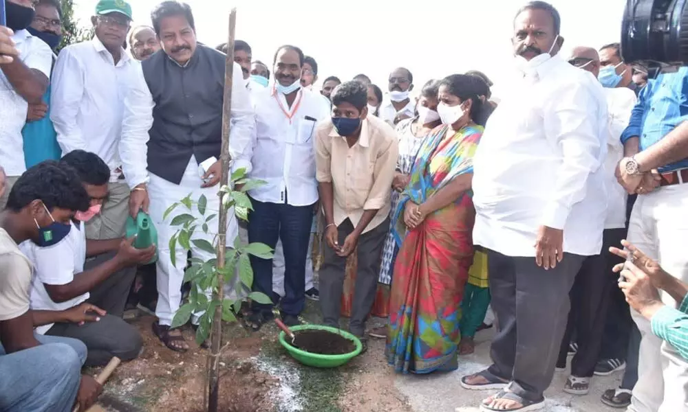 AP Legislative Assembly Deputy Speaker Kona Raghupathi planting a sapling at a programme in Vizianagaram on Sunday. MLA K Veerabhadra Swamy is also seen.