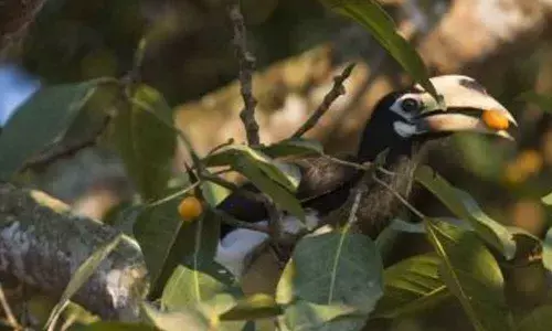 Representational image