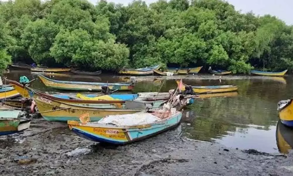Visakhapatnam: Conservation of mangroves stressed