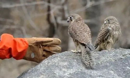 Call to prevent illicit wildlife trafficking