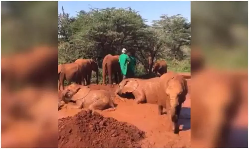 Viral video of baby elephants playing in mud