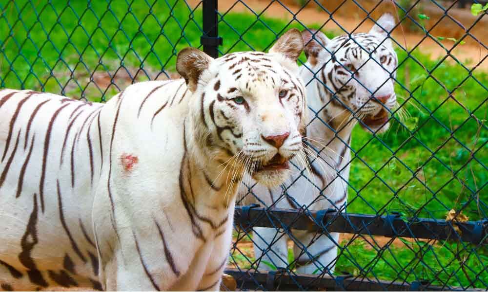 tiger safari zoological