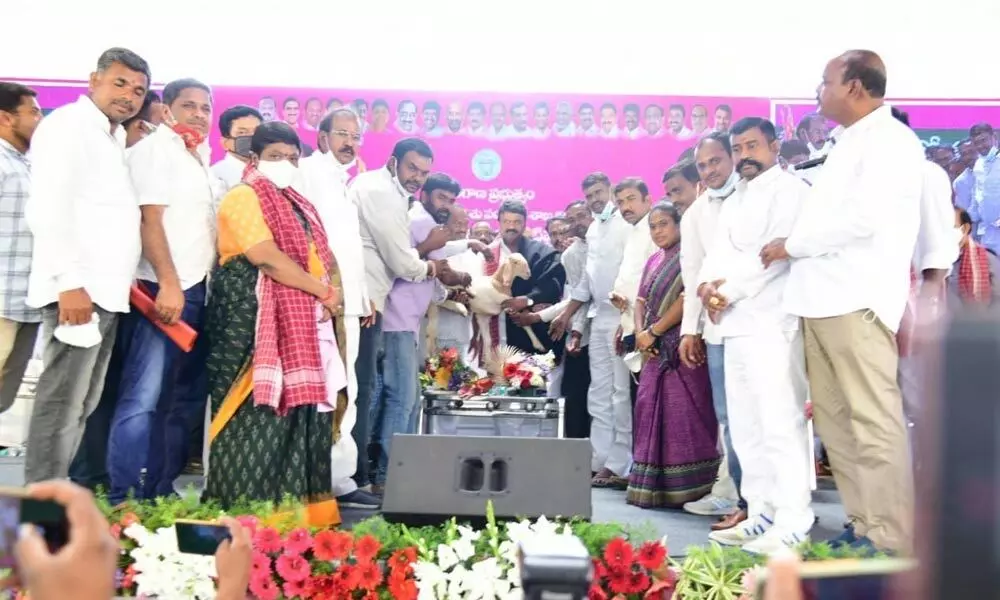 Minister T Srinivas Yadav during the launch of the second phase of sheep distribution at Jammikunta in Karimnagar district on Wednesday
