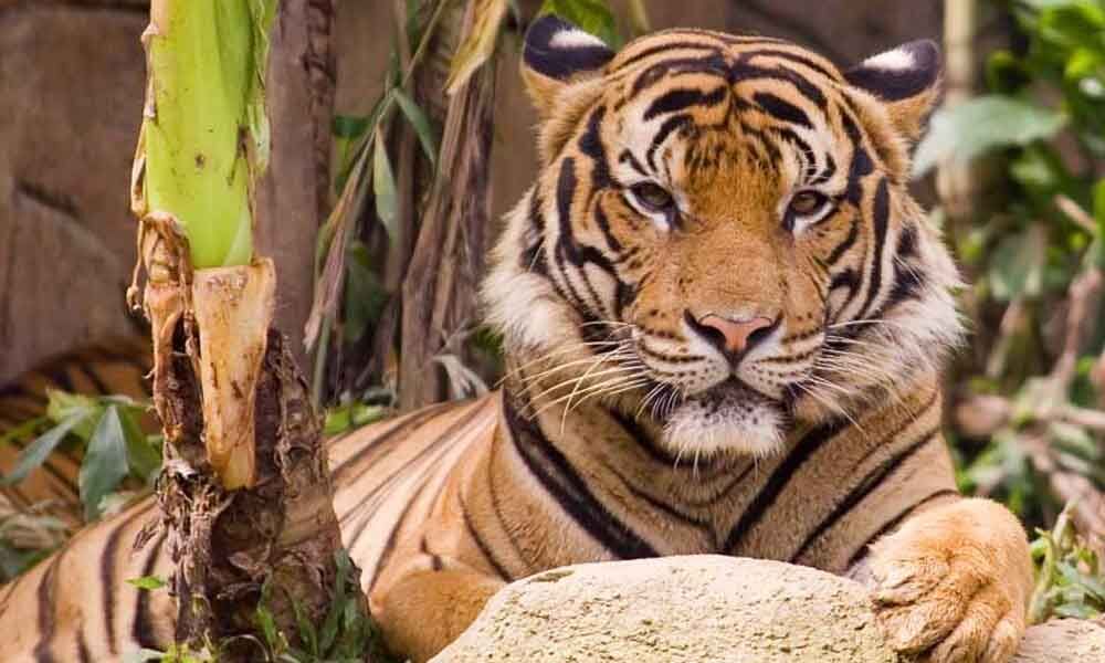 GLOBAL TIGER DAY: Losing tiger habitats is a serious warning