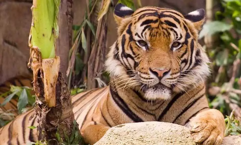 India doubles tiger numbers 4 years ahead of schedule