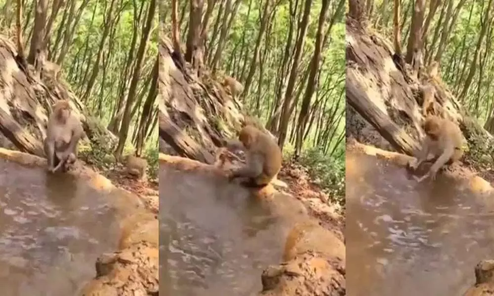 Trending Video Of A Baby Monkey Taking Bath By Her Mother