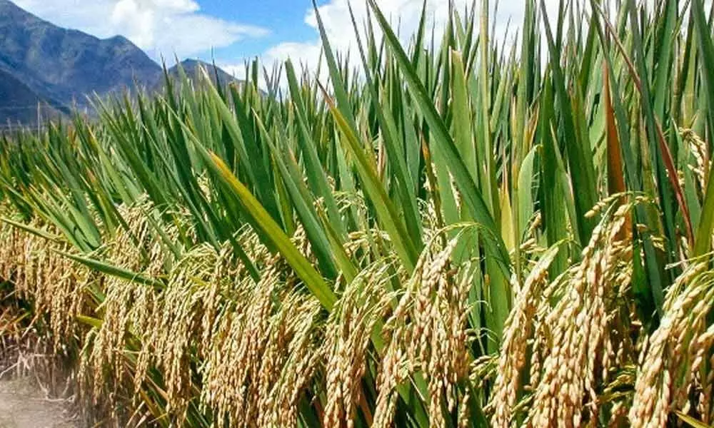 Diversifying from rice crop cultivation imperative