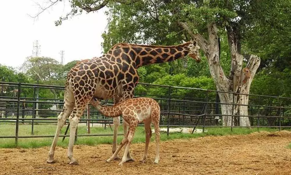 Mysore zoo becomes breeding centre for giraffes