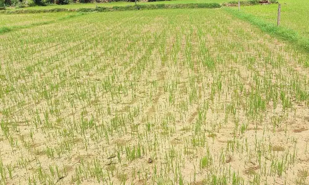 Directly-sown paddy crop at Chintada and Vanjangi villages in Amudalavalasa mandal