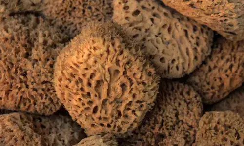 890 million-year-old sponge fossil discovery