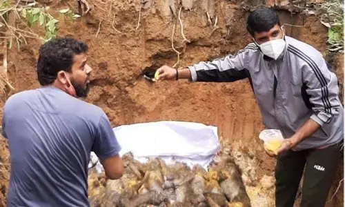 30 monkeys found dead; foul play suspected