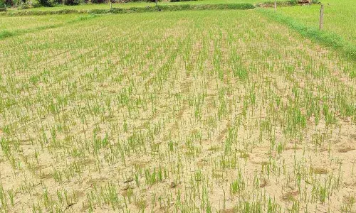 Directly-sown paddy crop at Chintada and Vanjangi villages in Amudalavalasa mandal