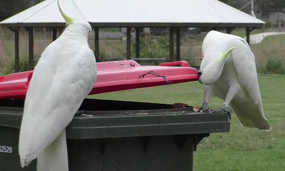 A sulphur-crested cockatoo watches as another opens a bin in Sydney in 2019