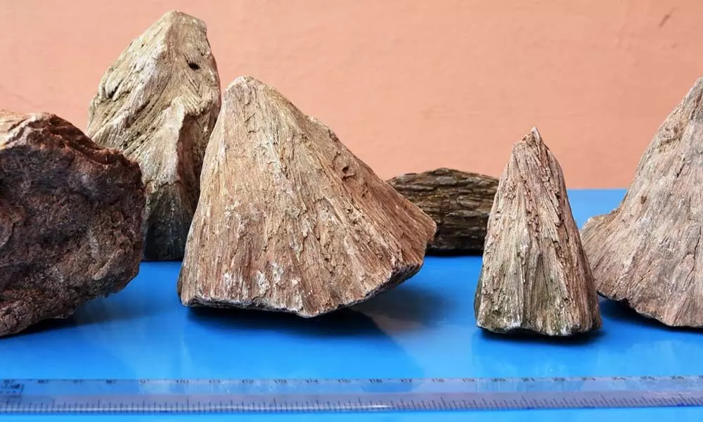 Prehistoric fossils found in Telangana forest