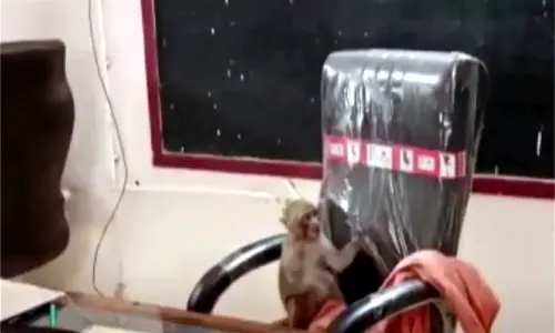A Monkey Sitting On A Principals Chair
